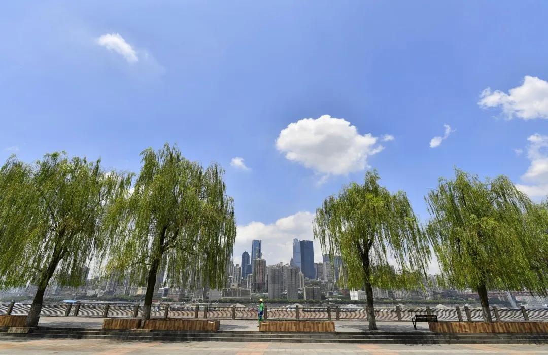 南滨夜来香,南滨夜来香打卡视频