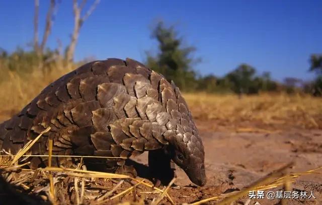穿山甲为啥成为新冠肺炎宿主,穿山甲是冠状性肺炎的源头吗