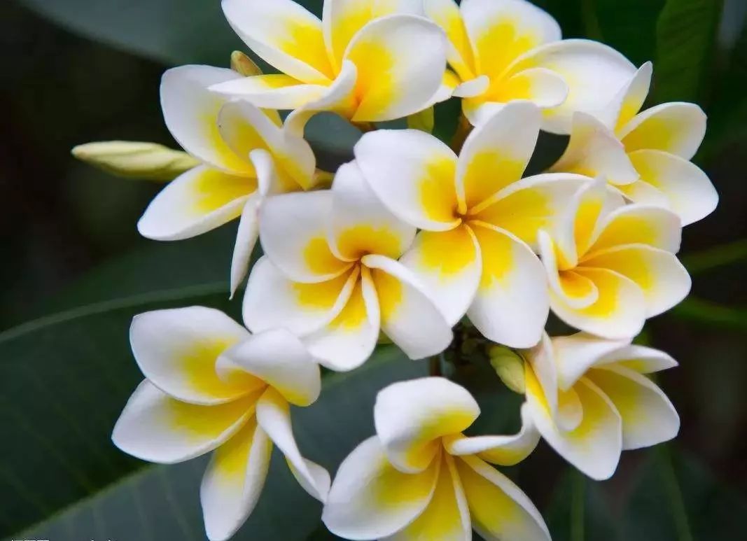 盘点世界各国国花中国国花,各国国花的图片大全