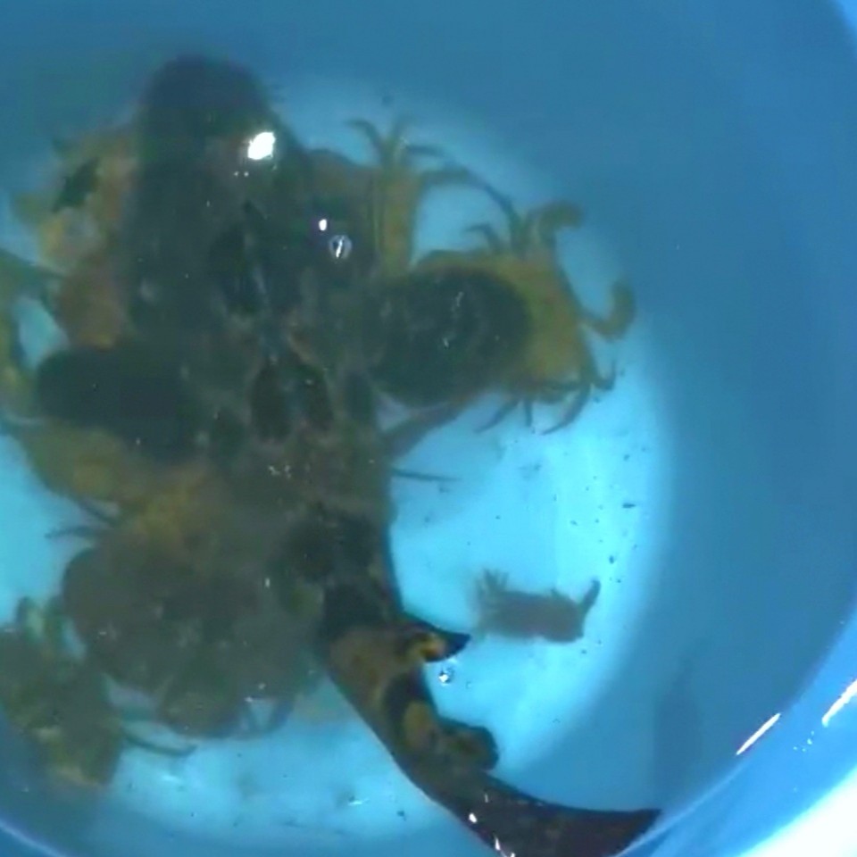 海南小伙赶海石斑鱼,小伙赶海捡到一只小石斑鱼