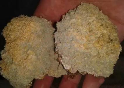 浅谈霉菌毒素对养殖业的危害