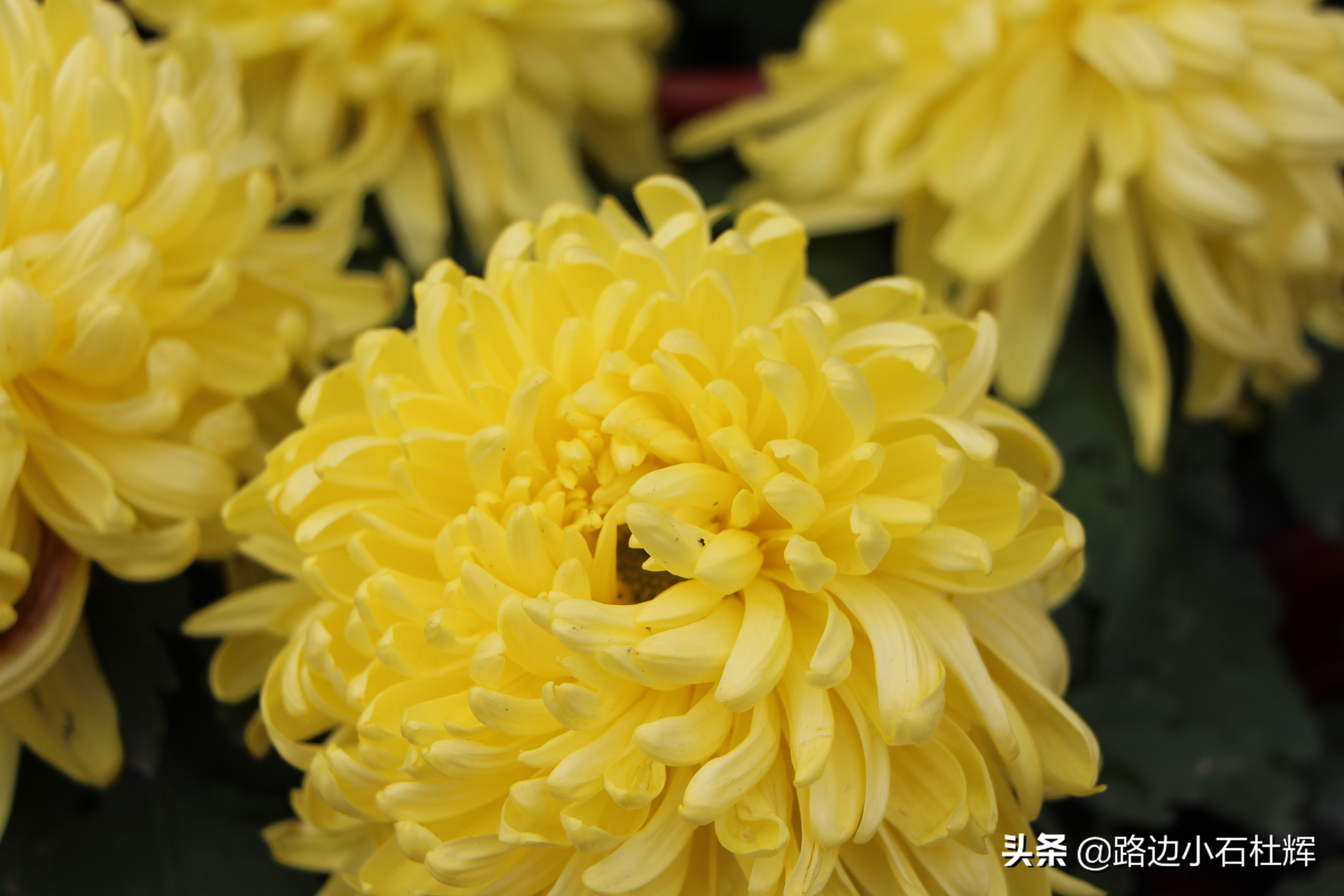 扬州瘦西湖之行,扬州瘦西湖游一圈