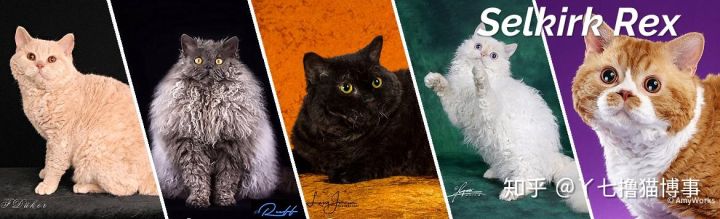 有哪些好看的家养猫,最适合家养的猫咪品种不掉毛