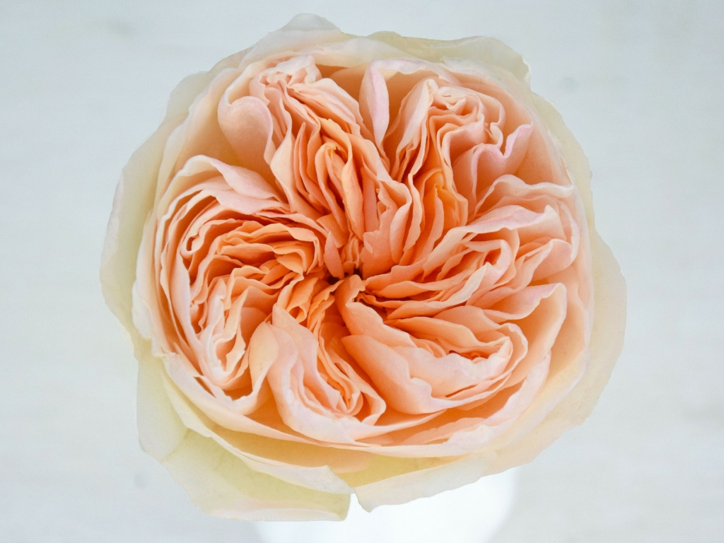 玫瑰花颜色寓意,不同颜色玫瑰花的寓意和象征