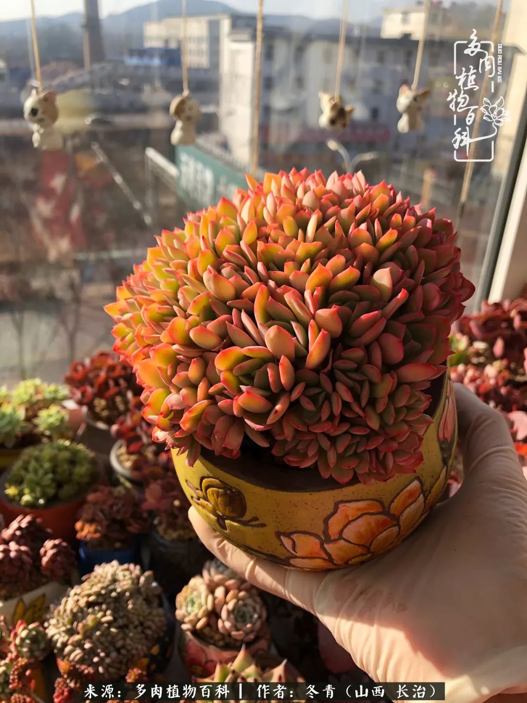 新手养的多肉怎么管理好看,阳台养多肉正确方法