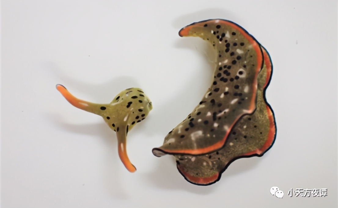 蚯蚓变成一个球了还能活吗,海蛞蝓再生和蚯蚓再生