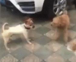 什么狗能打得过二哈,一群狗打二哈吓腿软