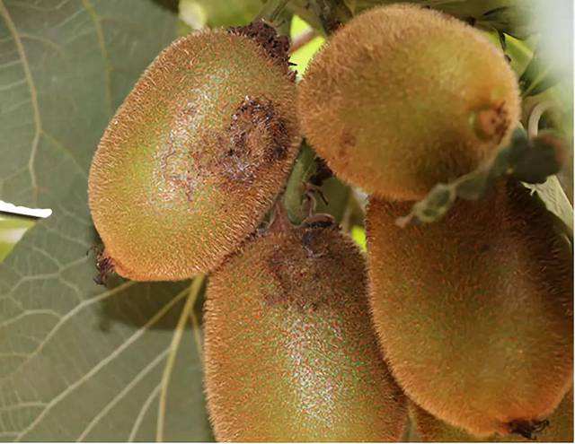 猕猴桃防病最佳时机,如何防止猕猴桃的溃疡病