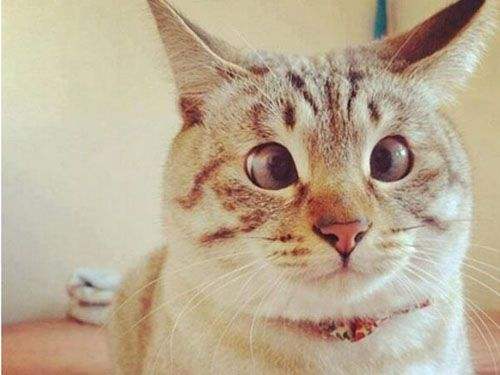 猫咪冷知识：猫咪“斗鸡眼”怎么解释？对猫咪有影响吗？