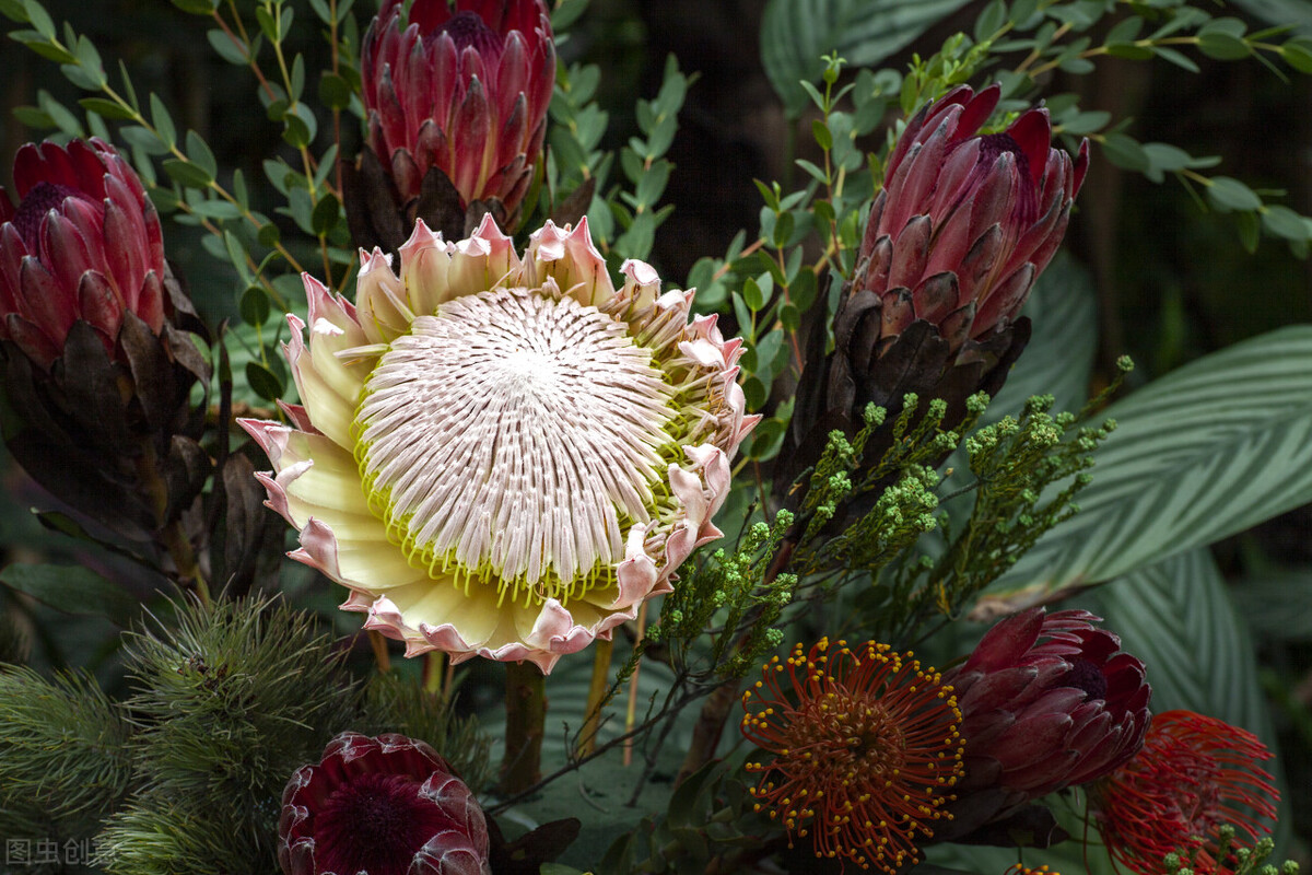 认识帝王花,帝王花和公主花是高端花吗图片