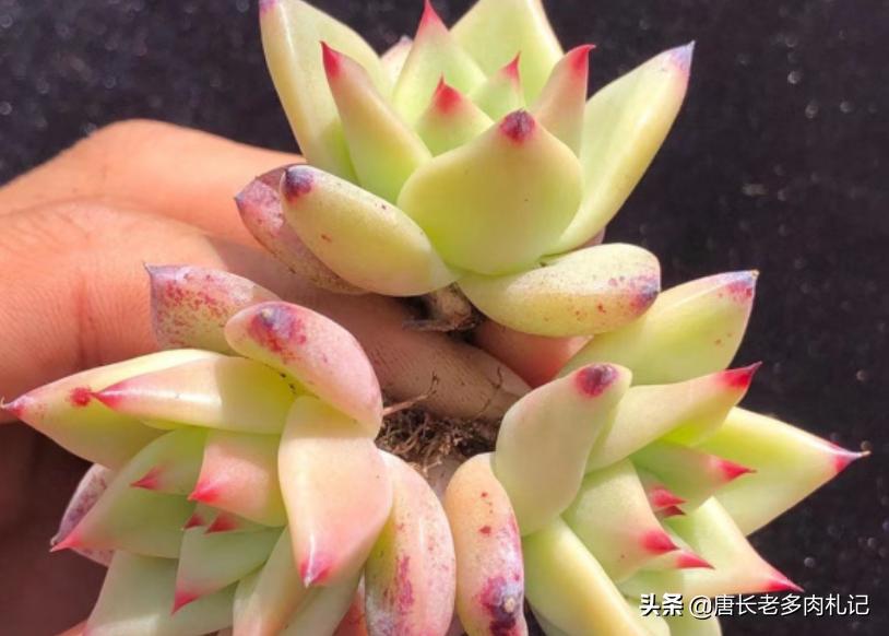 多肉万宝路状态图 (多肉万宝路)