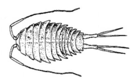 蟑螂能吃的昆虫是什么,巨大海蟑螂可以吃吗