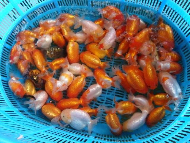 选观赏鱼技巧,选观赏鱼怎么避坑