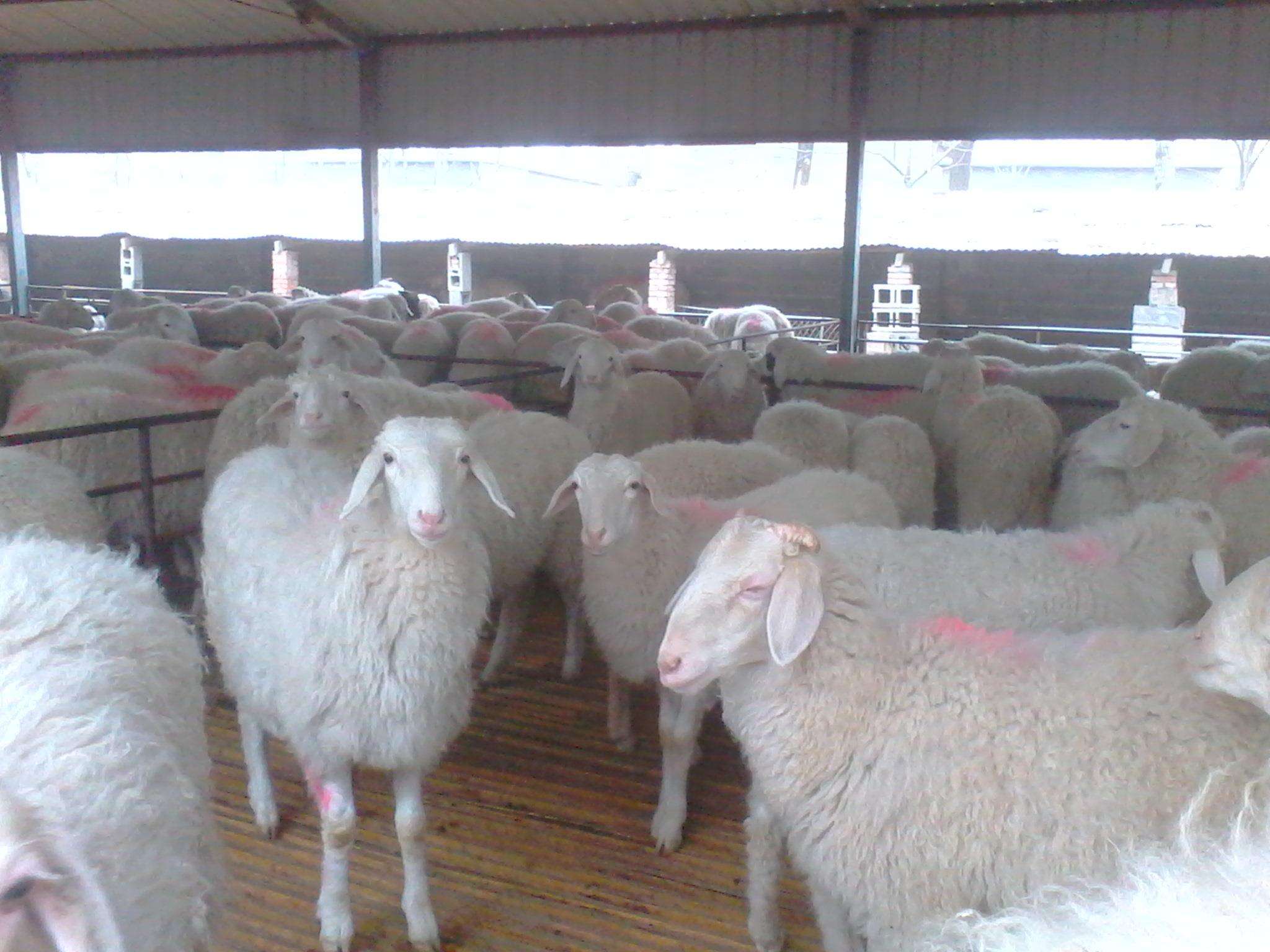 【羊病经验】羊剖腹探查及单侧子宫角摘除术步骤！