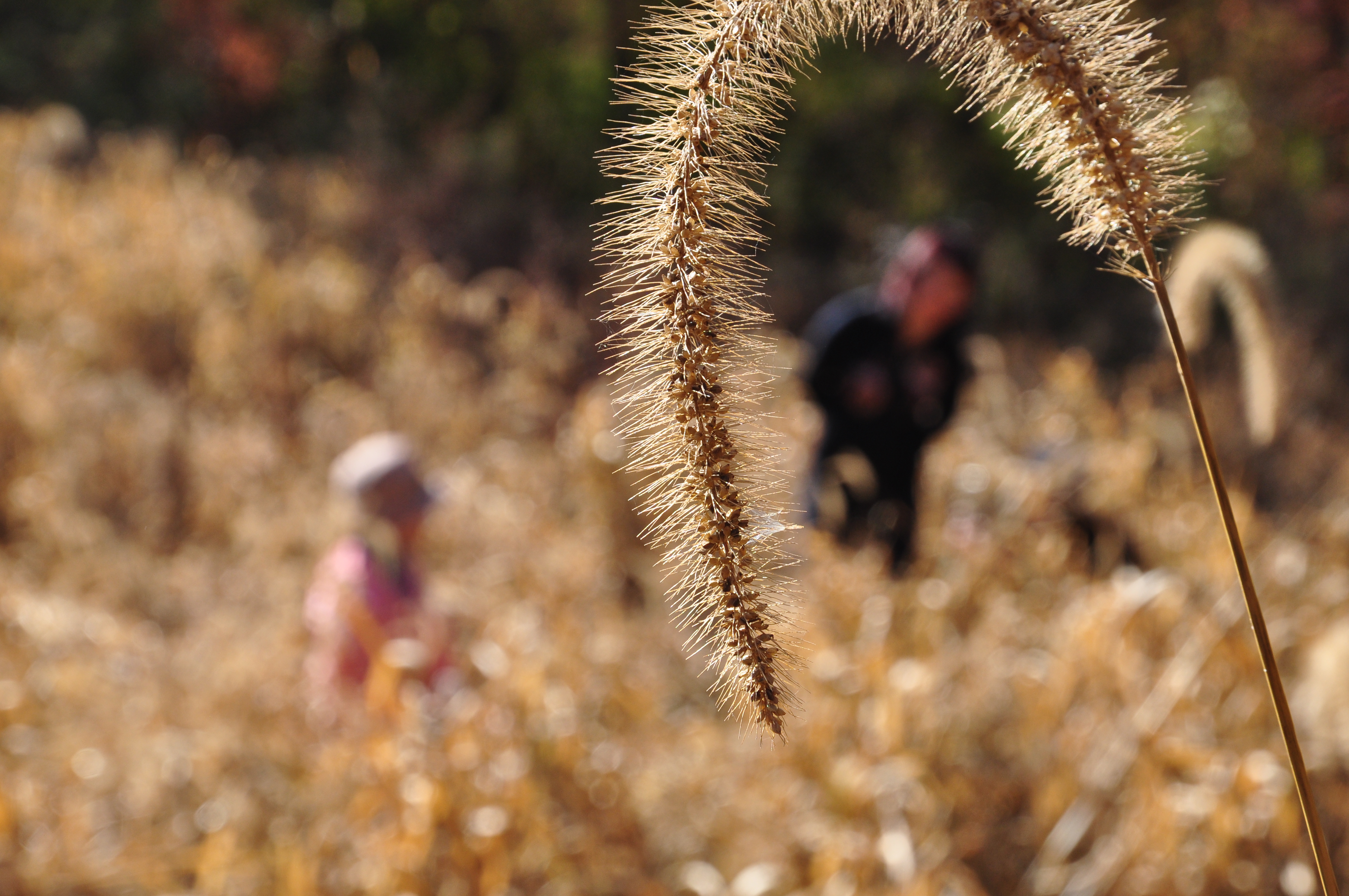 此时的辽宁不进景区照样处处风景，我带5位女同学野山里玩了一天