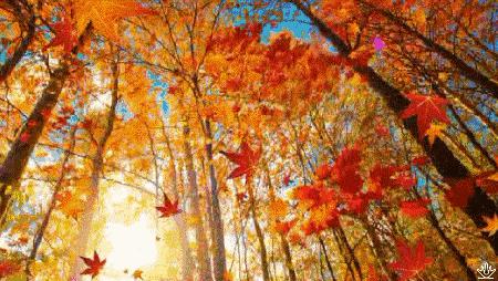 秋季去哪里？约上三五好友，一起来延边探寻山间野味！