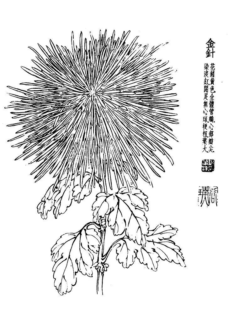 菊花白描基础花瓣的画法,白描菊花用笔