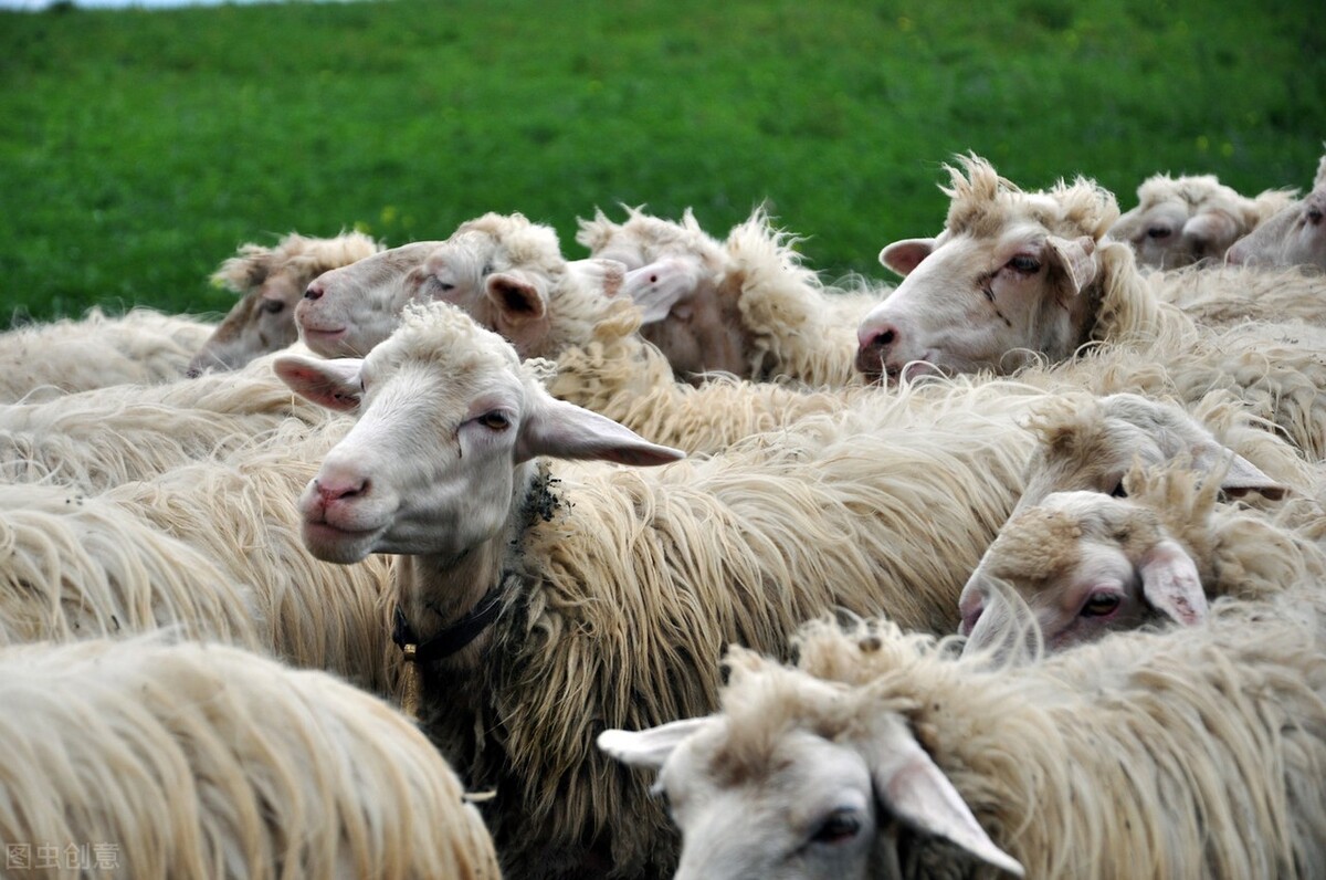 啥时候给羊配种成功率最高?把握配种时机很重要!记住这个原则