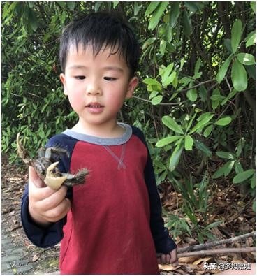 可以带孩子玩的大自然游戏,野外探险游戏项目