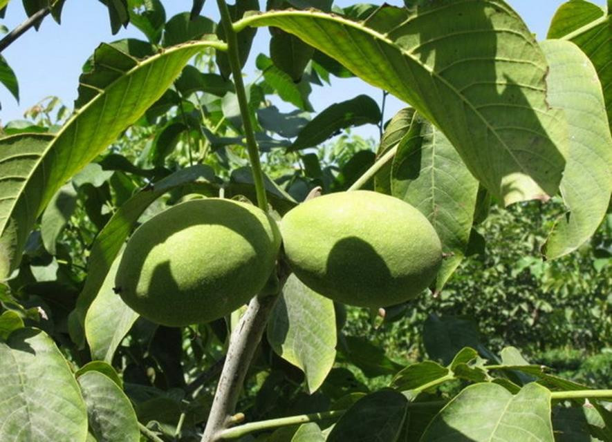 百种味道的果子,百种果实图片