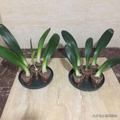 君子兰从叶片之间长出小苗怎么办,君子兰如何能长出小株幼苗