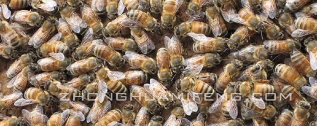 邱汝民蜜蜂养殖技术,韩老师蜜蜂养殖技术分享