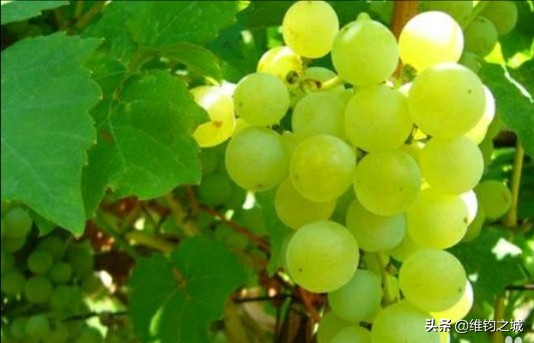 和田美食推荐前十名,和田特色美食推荐央视