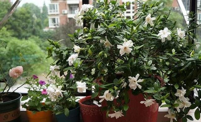 刚买回来的栀子花为什么经常黄叶,新买的栀子花晒一下太阳打蔫儿了