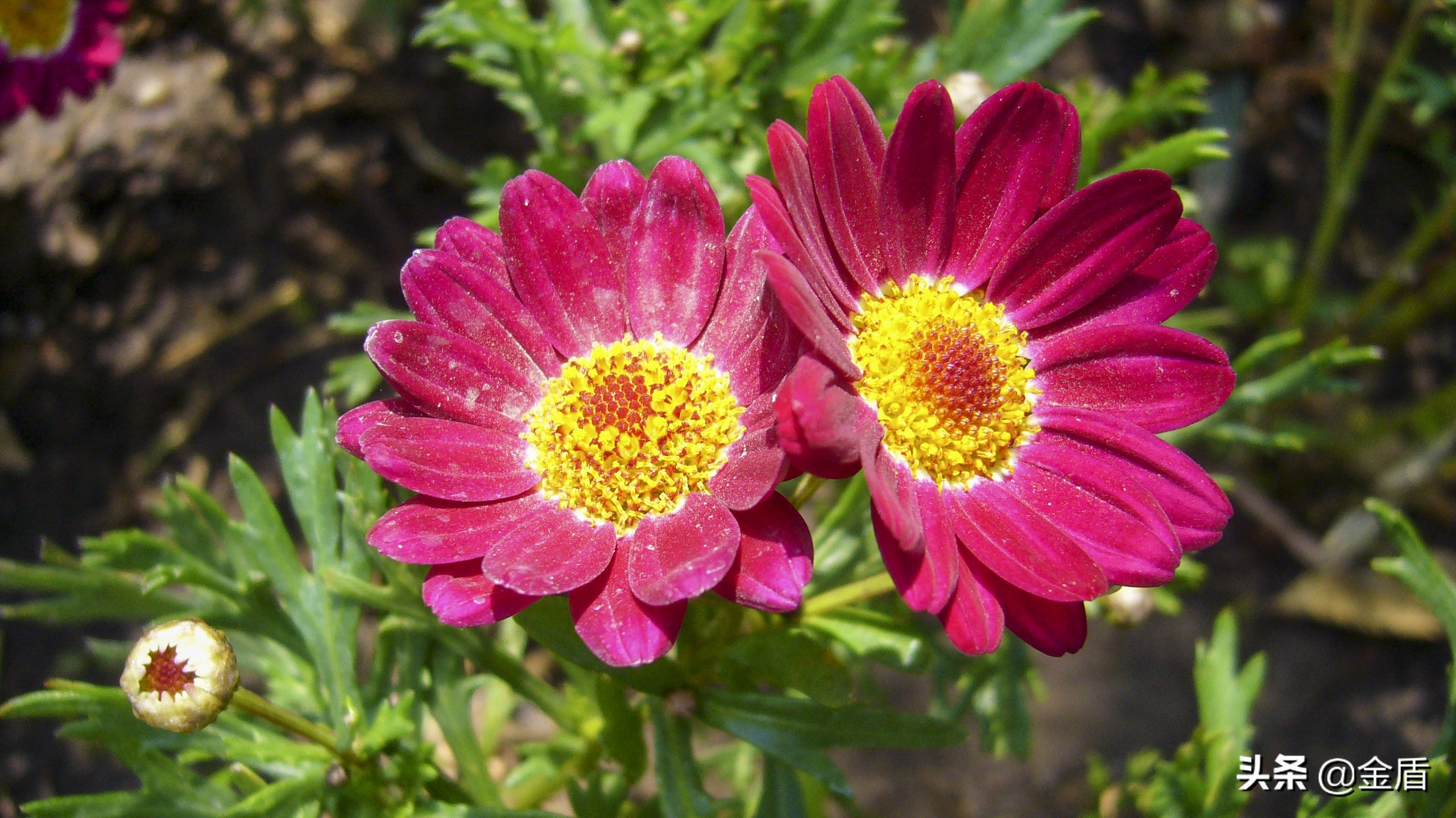 茼蒿花漂亮,木茼蒿花简介
