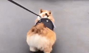 盘点柯基犬的缺点养之前得先知道,建议养柯基犬的四个理由