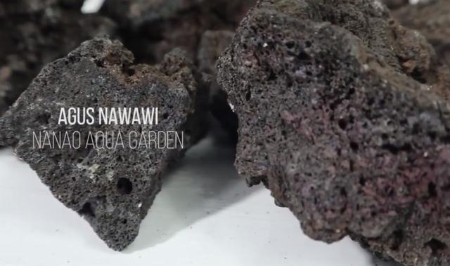 莫斯树到底好不好,莫斯树是什么