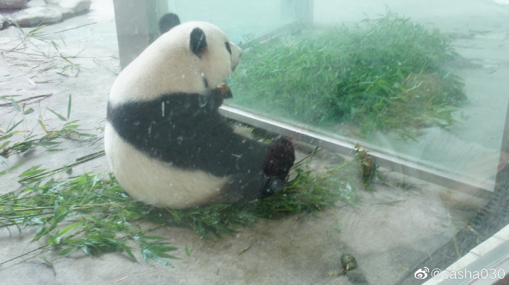 熊猫儿本人照片,熊猫儿图片