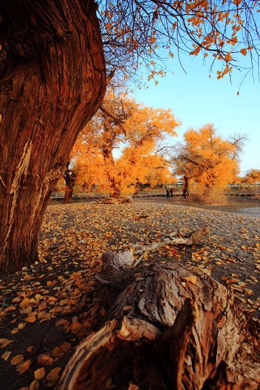 胡杨林旅游区道歉,额济纳胡杨林门票免费及优惠政策