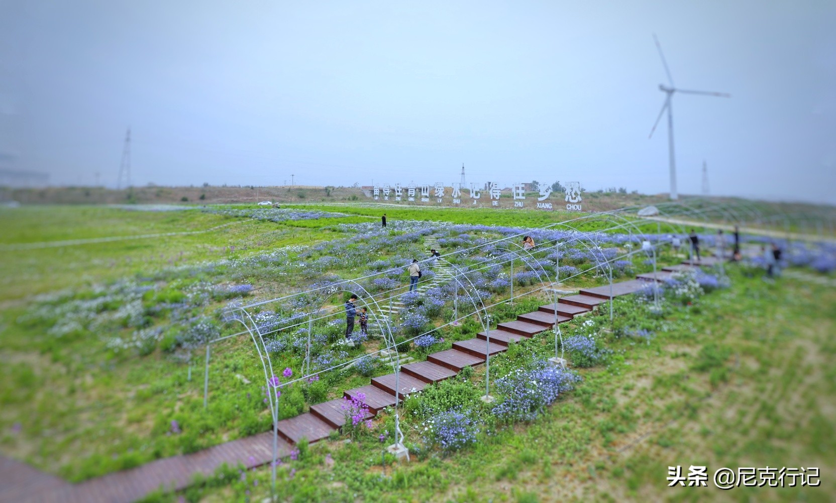 山东龙口之旅：4000头奶牛同时挤奶场面壮观，鲜奶的味道很特别