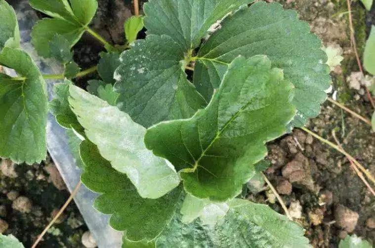 草莓叶片上一层白霉，低温寡照发生多，农民如何防治？