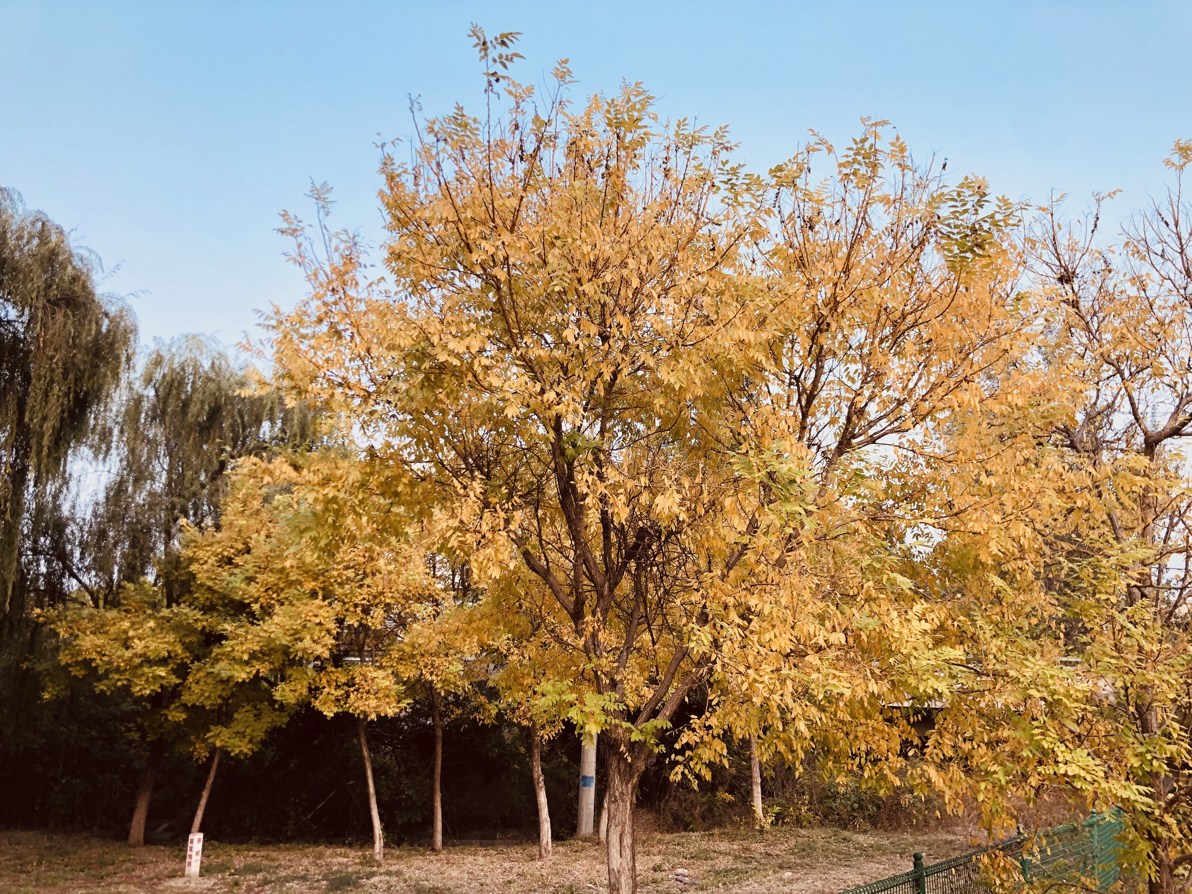 又见顶格轻判,又见量刑建议内最低刑,这次是善林金融