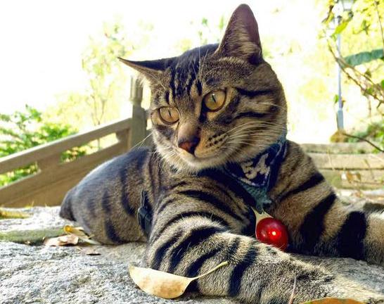 美短猫多少钱一只2021年价格,十种最便宜的猫价格