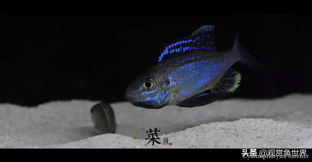 慈鲷蓝波,三湖慈鲷哪些值得养