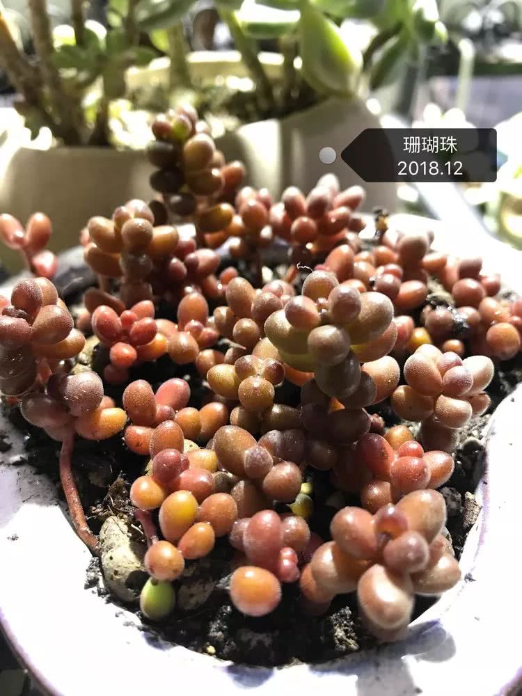 多肉名字怎么记,多肉的品种图片及名字寓意