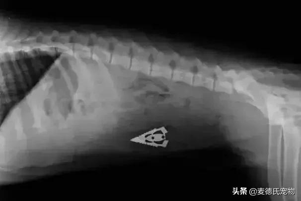 英斗不爱动正常吗,英斗懒得不想出门
