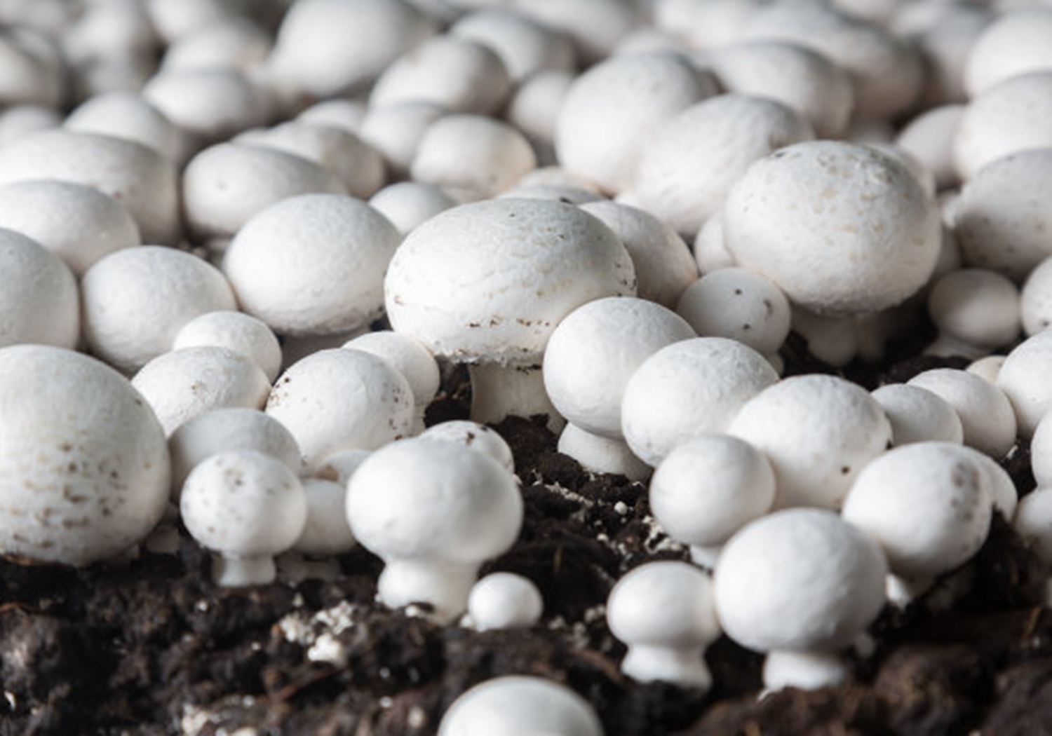 双孢菇容易感染杂菌吗,双孢菇病害有哪些