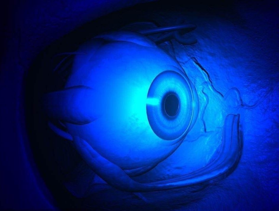 猫的眼睛在夜晚会发光吗,猫的眼睛夜里会发光吗