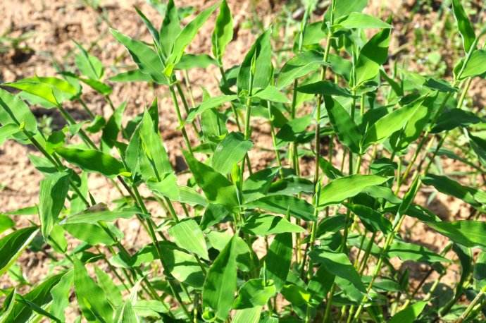 《说文解字》第119课：猪为何是“六畜”之一，看这个汉字