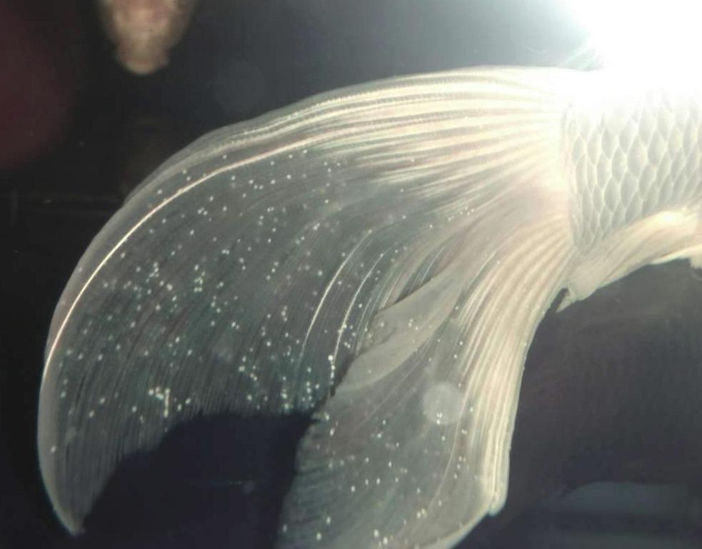 新手轻松养金鱼-白点病不用慌12天2个步骤看的见的效果