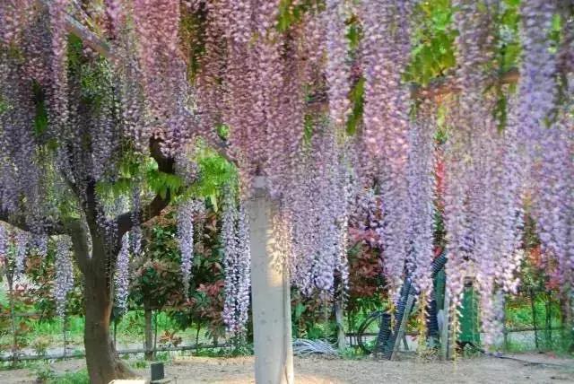 樱花散去!最美紫藤视觉盛宴来袭~