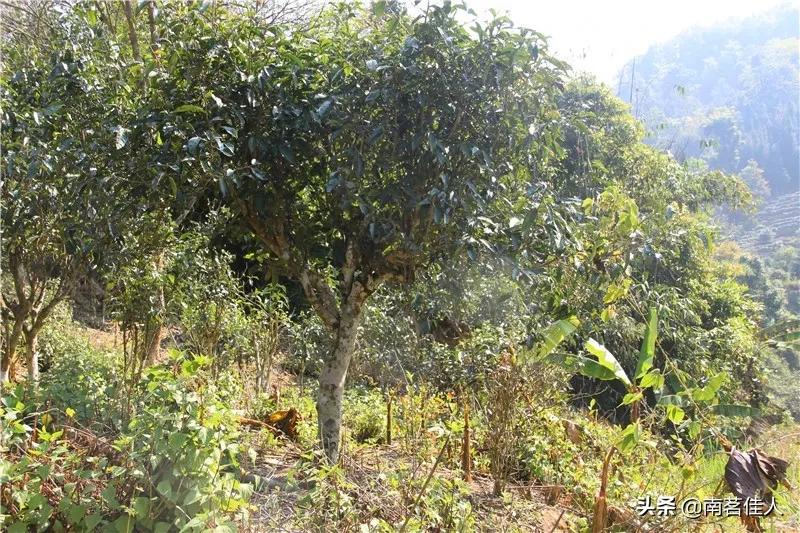 南糯山石头老寨普洱茶价格表,南糯山半坡老寨普洱茶老茶什么味