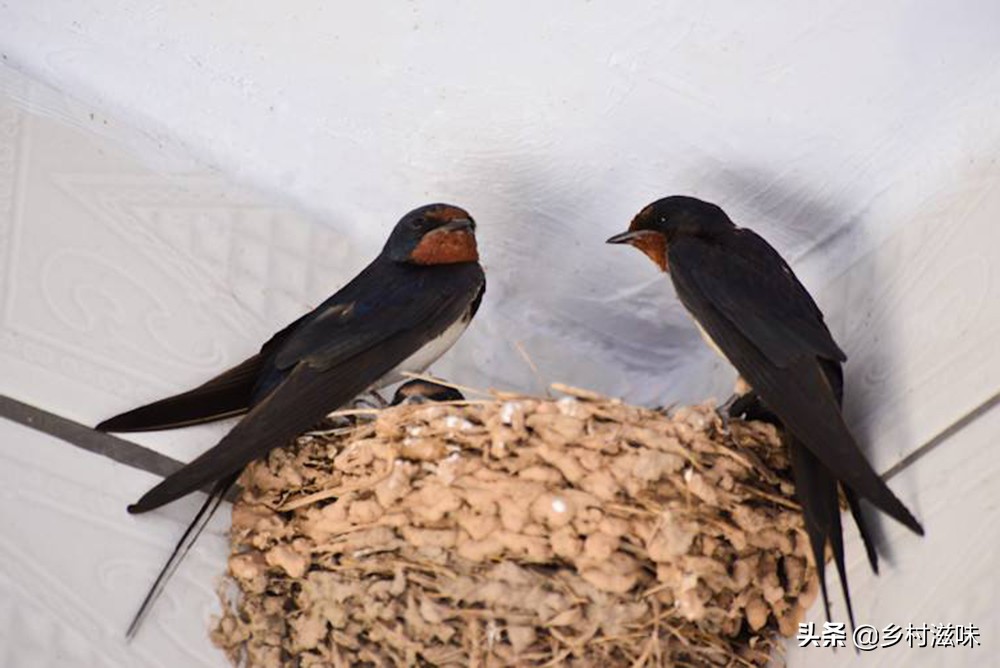 家中五喜指的是什么,五喜来家有财的俗语