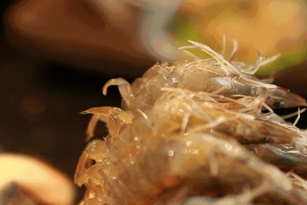 吃虾的12个基本知识,吃虾的5个基本常识