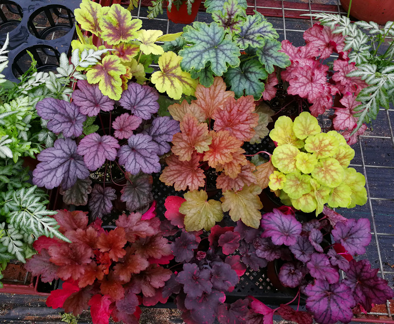 人养花一时养人一生,人养花同时花也养人