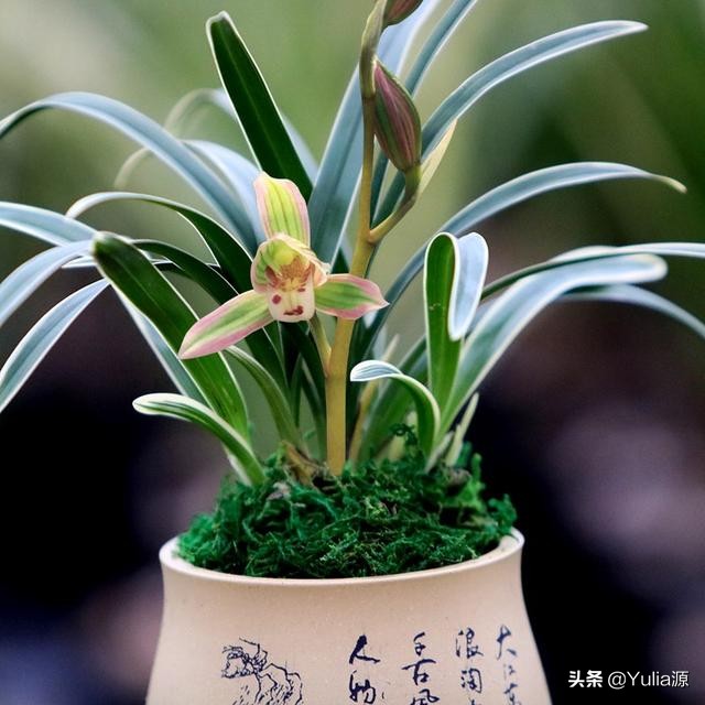 民国兰花五角硬币收藏价值,翡翠兰花有收藏价值吗